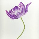 보타니컬아트(중급) 이미지