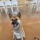 버터멍 | 🐶 김포 애견카페 멍더쿠 내돈내산 후기