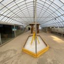 연식농장 | [공지] 겨울강릉 추워도 만족한 야외<쌍둥이 동물농장>후기