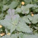 강북안정한의원 이미지