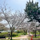 대왕수천 | 제주도 서귀포 벚꽃 명소 대왕수천예래생태공원 아기랑 제주도