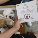 베네펫 | 부천 춘의역 애견용품 매장 강아지 유모차 전문점 베네펫 후기 :)