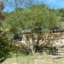 수암종택 | 수암종택의 무궁화