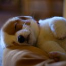 개판오분전 이미지