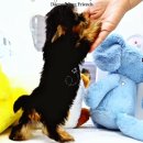 댕댕프렌즈 이미지