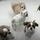 멍그라미 이발소 이미지