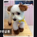 삐삐 펫살롱 이미지