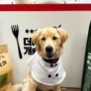 [공주] 나 하림펫푸드 투어한 멍멍이야! "하림펫푸드 해피댄스 스튜디오"✨