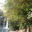 제주 천지연 담팔수 자생지 이미지