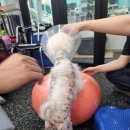 정 메디컬 동물병원 이미지