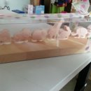 네추럴카페추추앤제제 이미지