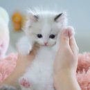뮤뮤캣 네이버블로그