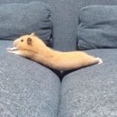 느릿느릿