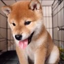 개귀여워 이미지