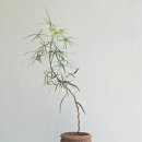 바오밥트리