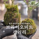 브라이오피트갤러리