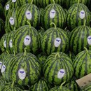 맹동농장 | 고당도 꿀수박 BEST 5 달콤함 가득, 신선한 국내산 수박 추천!