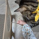 멍냥이노리터 | 멍냥이 노리터 고양이 스크래쳐 종류 따라 즐기는 칸다찡의 하루