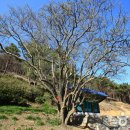 창원 인곡리 모과나무 이미지