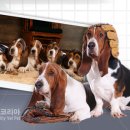 영등포 동물병원 이미지