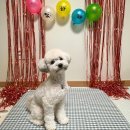 베이컹리 | 다함께치치치]강아지생일파티/강아지수제간식/애견수제간식/베이컹리/푸들/세이블푸들/토이푸들