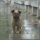 꽃을주는사람 이미지