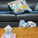 댕수무강 이미지