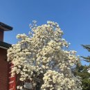 목련공원 화장실 | 서울 목련 명소, 개화 100% 용산공원(2026.03.28 방문)