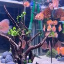 디스커스코리아 | 잠실 롯데월드 아쿠아리움 이용 후기: 귀여운 벨루가와 니모를 찾아서