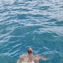 주식회사 거북이정보통신 이미지