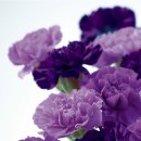 영속성 - 2002 이미지