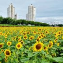 금호강영천 이미지