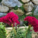 맨드라미 화단 이미지