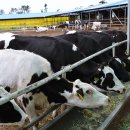 아침초원 목장 이미지