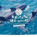 돌고래카 이미지