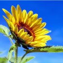 해바라기 이미지