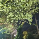 산성문화공원 공중화장실 | 강화도 북문 벚꽃길 야경 산책 가족과 함께한 벚꽃 나들이 후기
