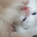 엘름트리 캐터리 이미지