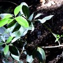 스테이오 이미지