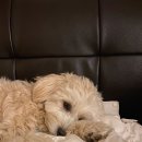 코코애견클럽 이미지