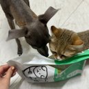 멍이하루 | 강아지화식사료 추천 멍냥밥상연구소 멍이밥상플러스 실제 급여 리뷰