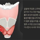 [단독] &#39;2cm 미만&#39; 갑상선결절 고주파절제술...법원 &#34;보험금 지급하라&#34; 이미지