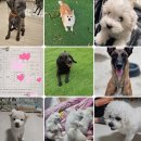 횡성동물병원 | 양평강아지교배하러 자택으로 출장갔어요!