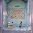 프렌즈 애견 이미지