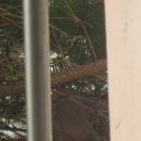 둥지밀면 이미지