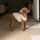 데일리도그(DAILY DOG) | 25년 2월 두리 일상