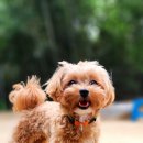 가히애견 이미지