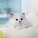 개인화물397 | 랙돌분양도 역시 고사남 믿을만한 고양이분양샵~!!