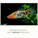 코이