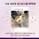 다솜고양이메디컬센터 금정점 이미지